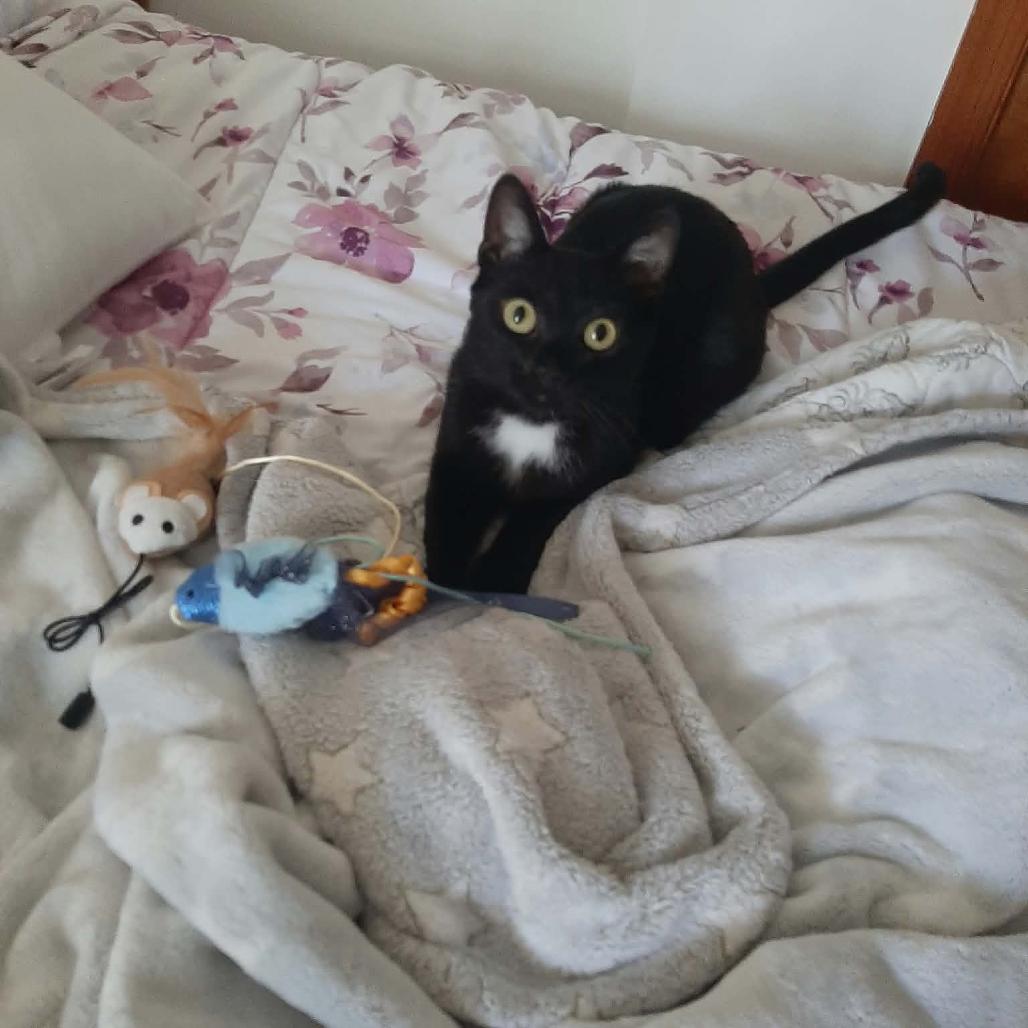 Enlarge Onyx, a Adoptable Domestic Short Hair in Harrisonburg, VA image 3/6