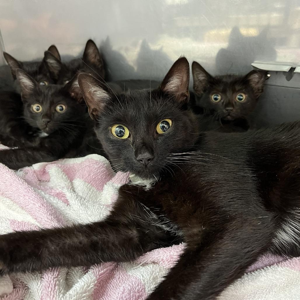 Enlarge Onyx, a Adoptable Domestic Short Hair in Harrisonburg, VA image 4/6