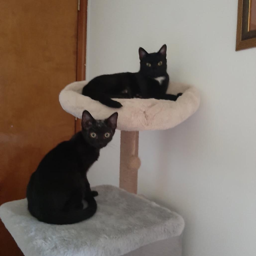 Enlarge Onyx, a Adoptable Domestic Short Hair in Harrisonburg, VA image 5/6