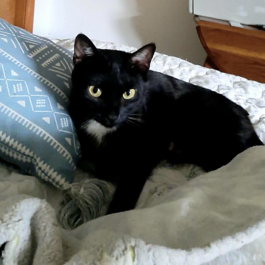Enlarge Onyx, a Adoptable Domestic Short Hair in Harrisonburg, VA image 6/6