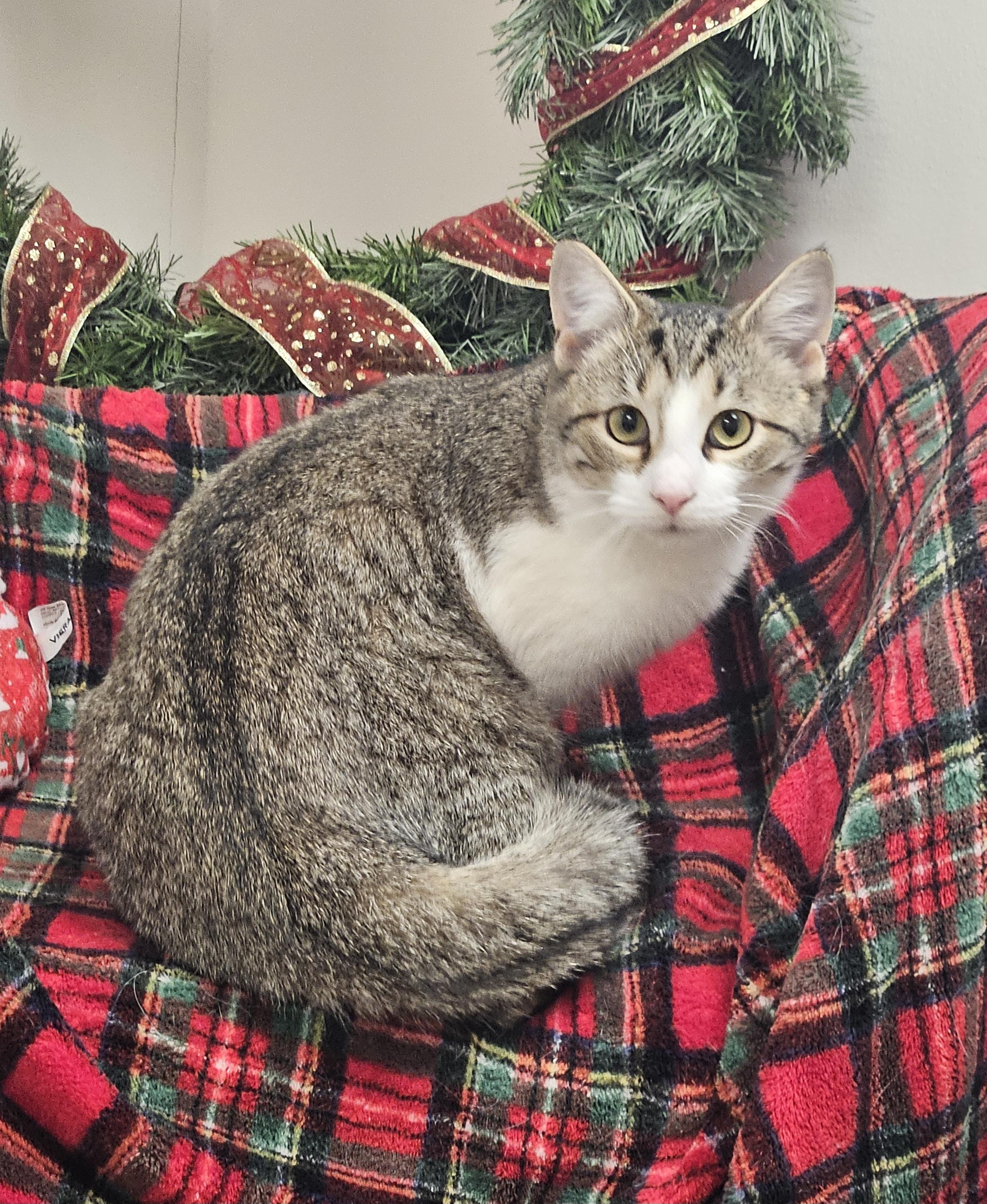 Lucy, Adoptable, Young Female Tiger.