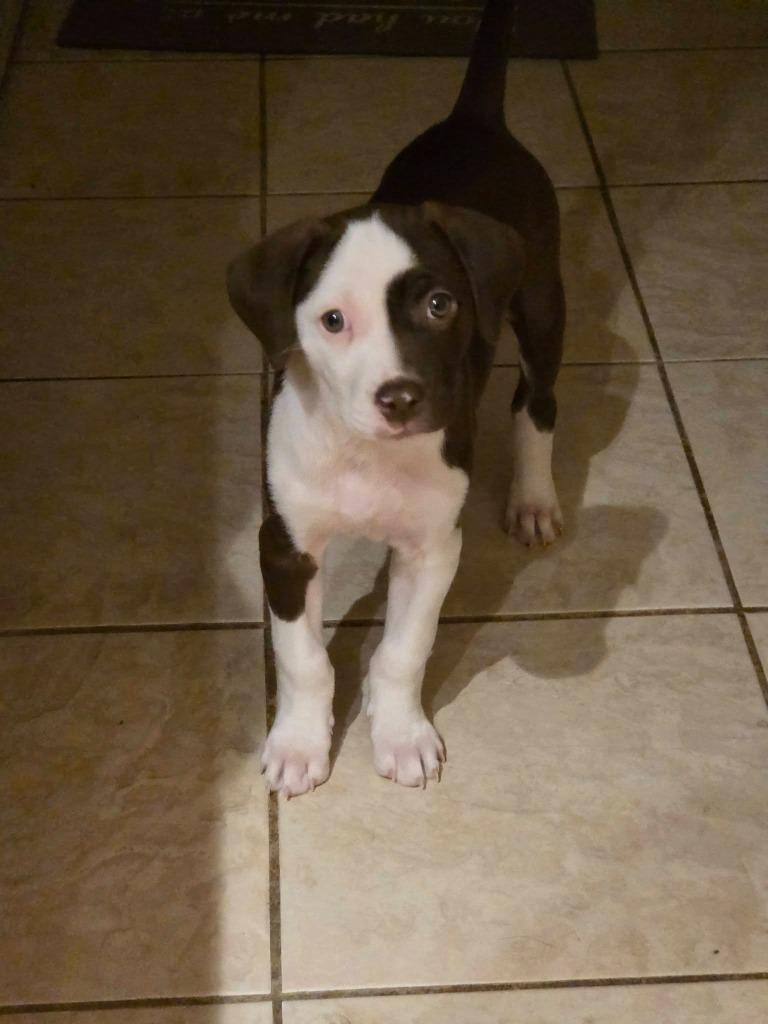 Valentino, Adoptable, Puppy Male Collie & Terrier.