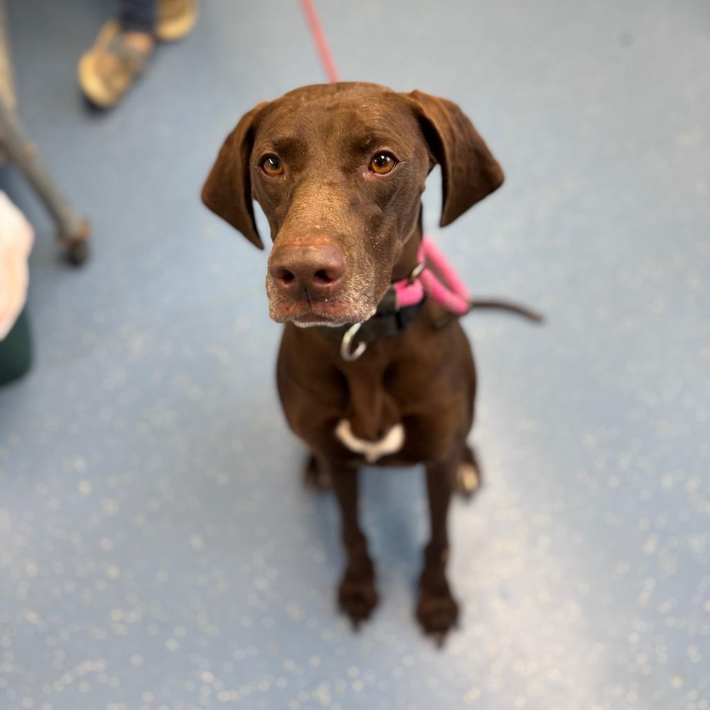 Enlarge Autumn, a Adoptable mixed breed in Watertown, NY image 3/6