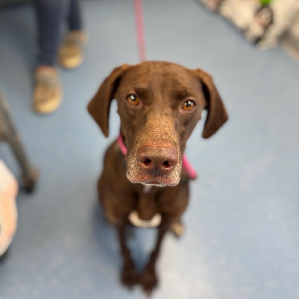 Enlarge Autumn, a Adoptable mixed breed in Watertown, NY image 5/6