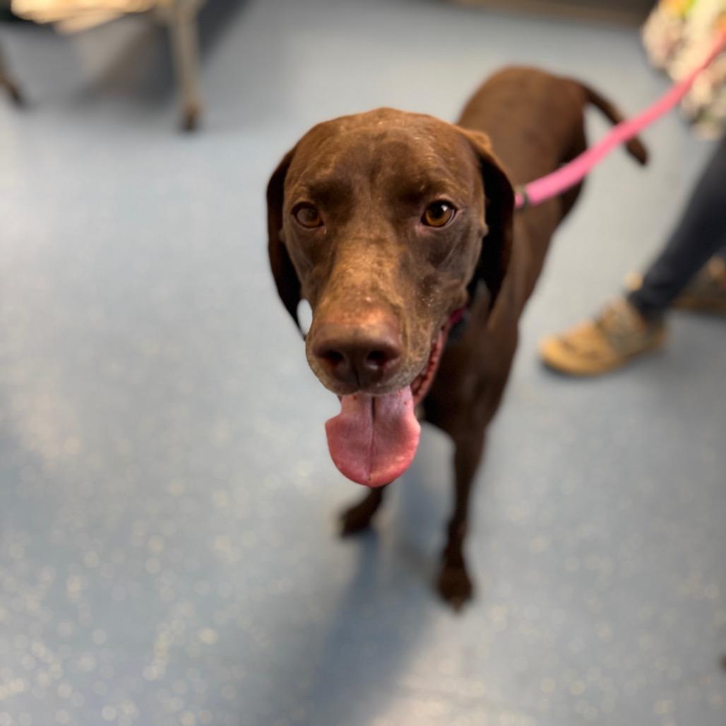 Enlarge Autumn, a Adoptable mixed breed in Watertown, NY image 6/6
