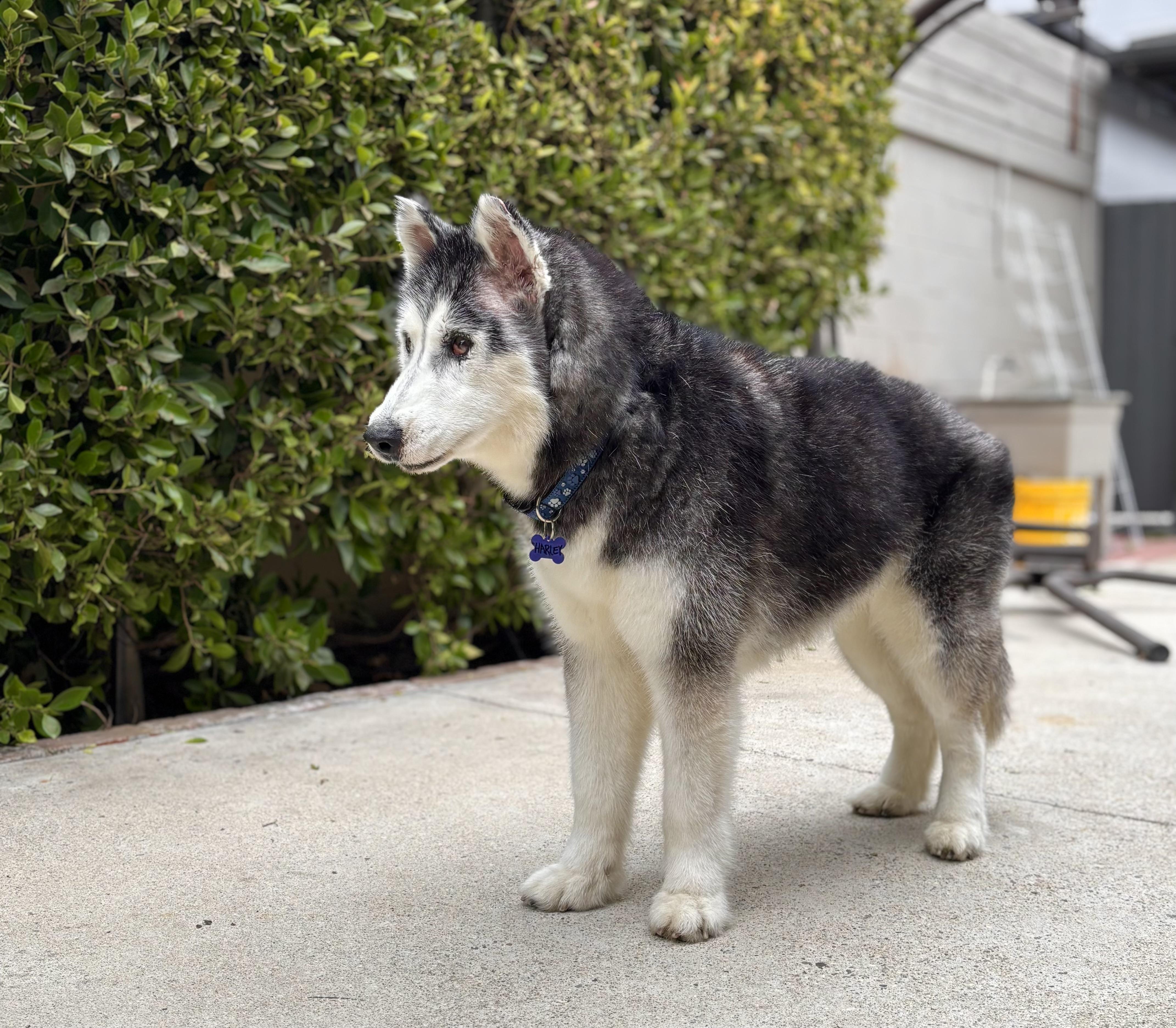 Enlarge Harley, a Adoptable Siberian Husky in Encino, CA image 2/5