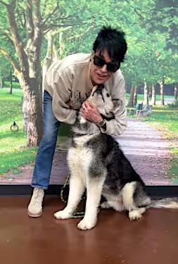 Enlarge Harley, a Adoptable Siberian Husky in Encino, CA image 5/5