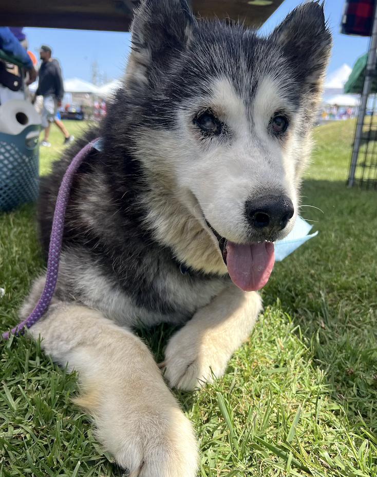 Harley, Adoptable, Senior Male Siberian Husky.