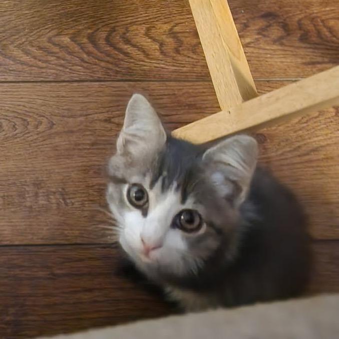 Toby, a Adoptable Domestic Short Hair in Fulton, MO image 1/2