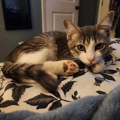 Enlarge Toby, a Adoptable Domestic Short Hair in Fulton, MO image 2/4