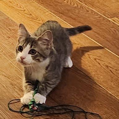 Enlarge Toby, a Adoptable Domestic Short Hair in Fulton, MO image 4/4