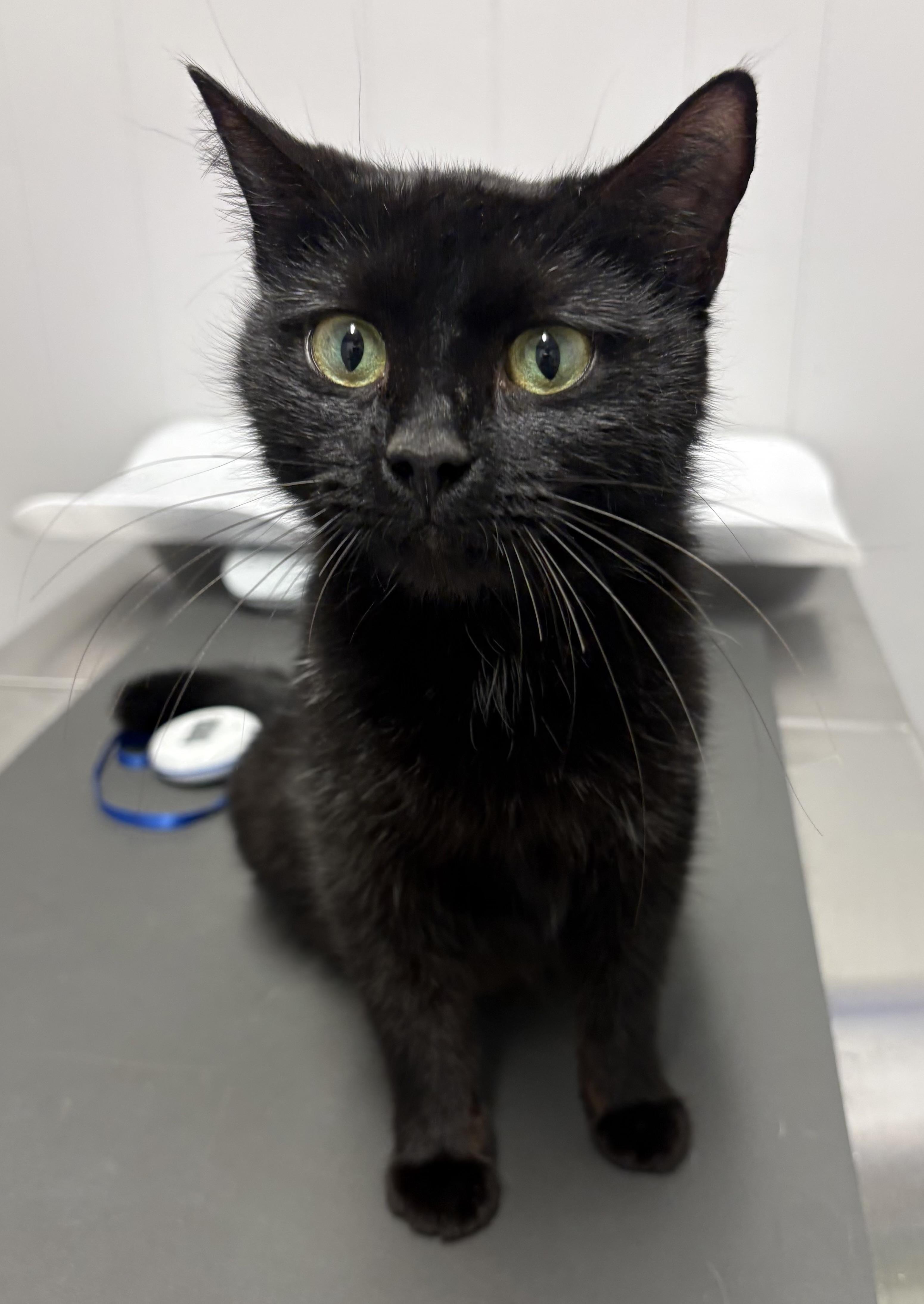 Princess Donut, adopted, Young Female Domestic Short Hair.