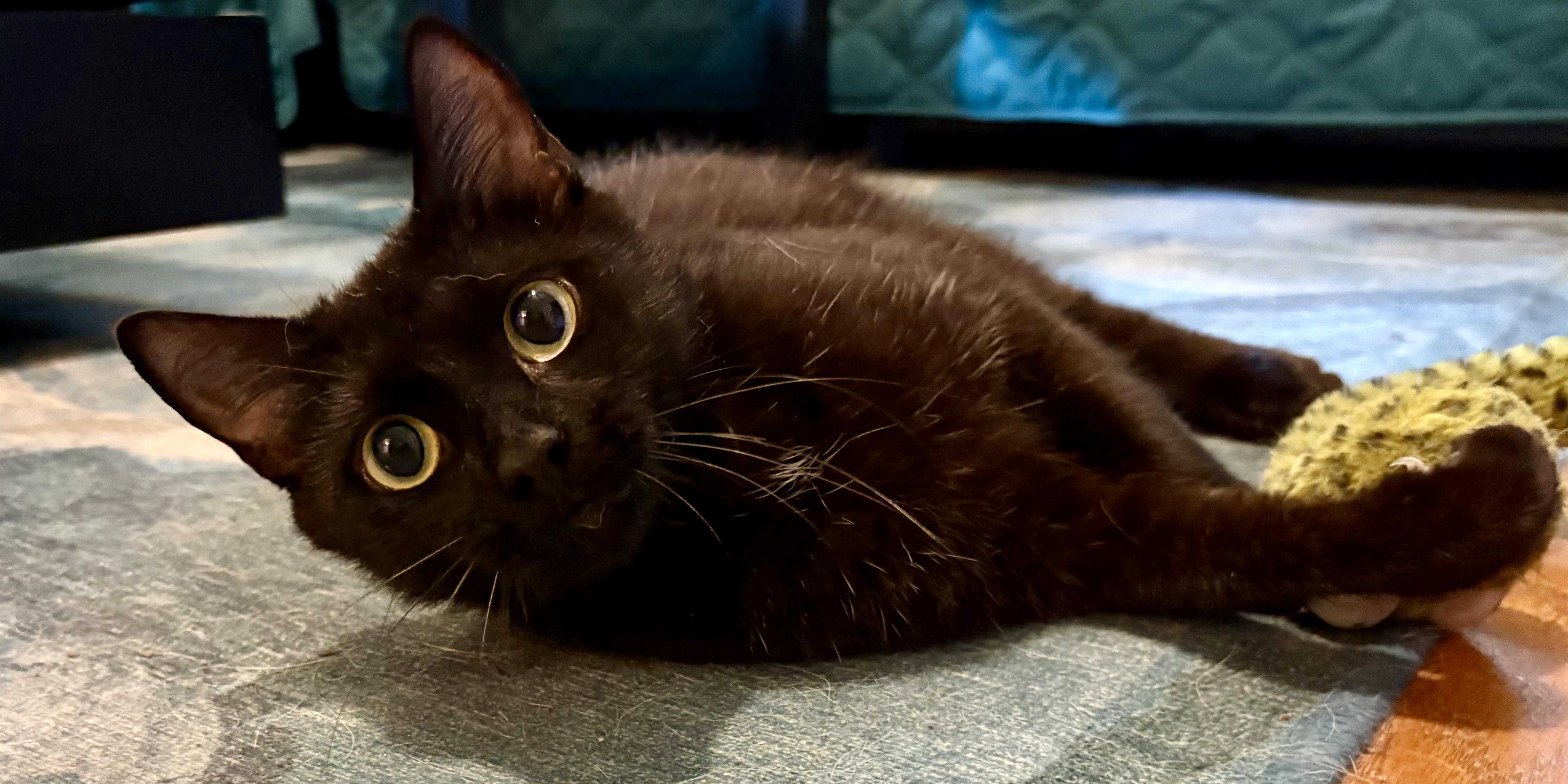 Princess Donut, an adopted Domestic Short Hair in Waxhaw, NC image 2/3