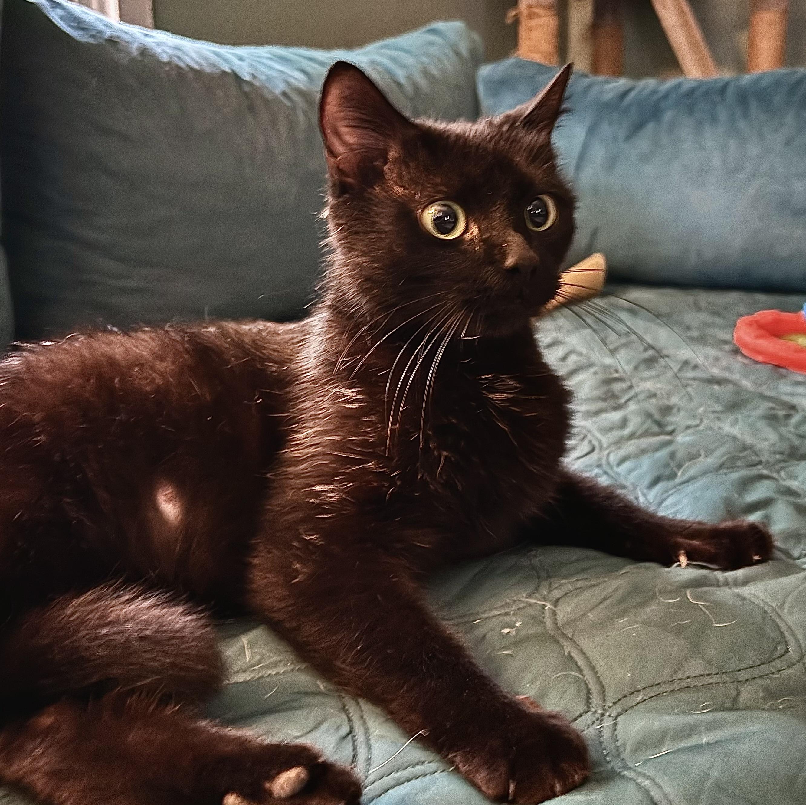 Princess Donut, an adopted Domestic Short Hair in Waxhaw, NC image 3/3