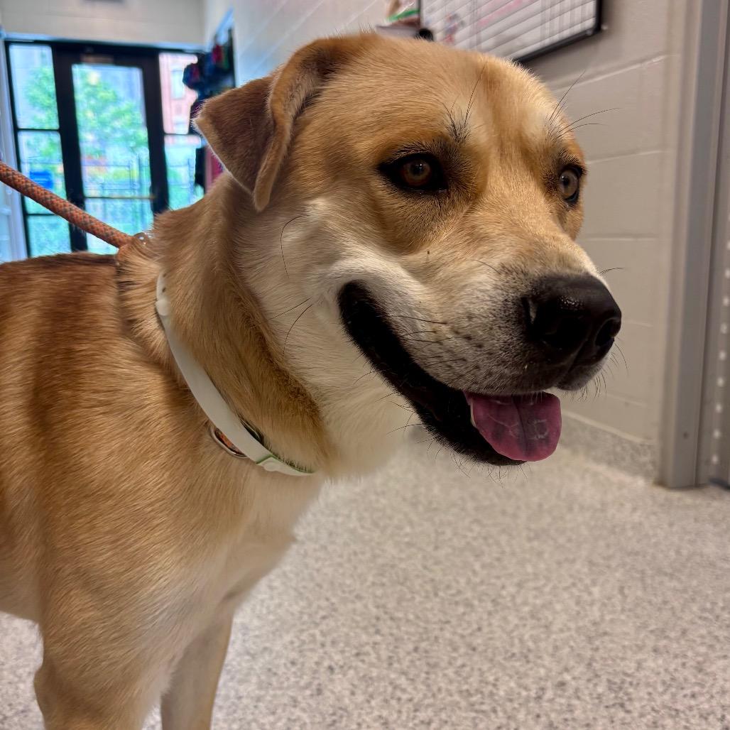 Enlarge Wolfy, a Adoptable mixed breed in Fort Wayne, IN image 1/6