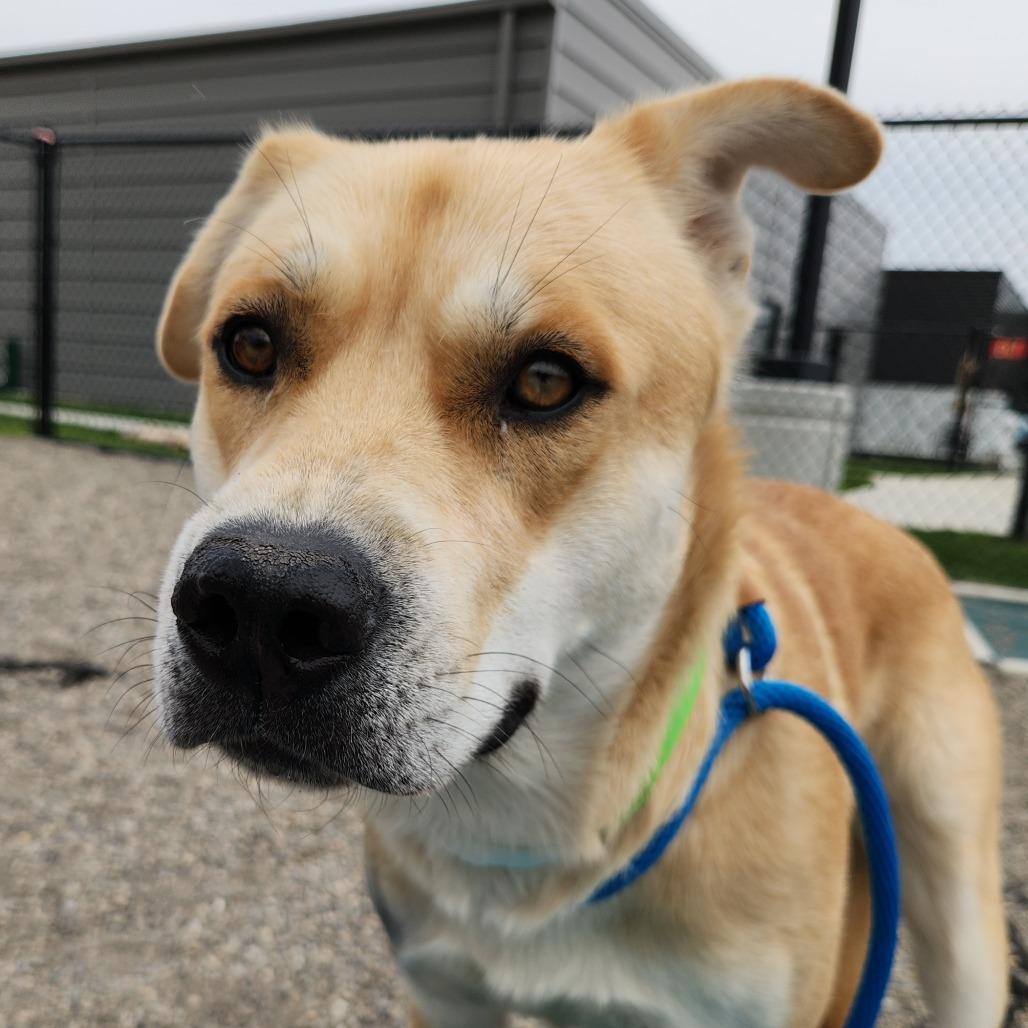 Enlarge Wolfy, a Adoptable mixed breed in Fort Wayne, IN image 2/6
