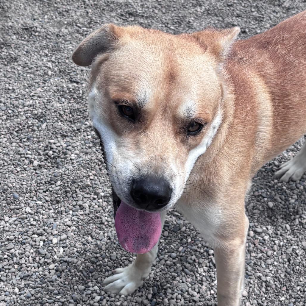 Enlarge Wolfy, a Adoptable mixed breed in Fort Wayne, IN image 3/6