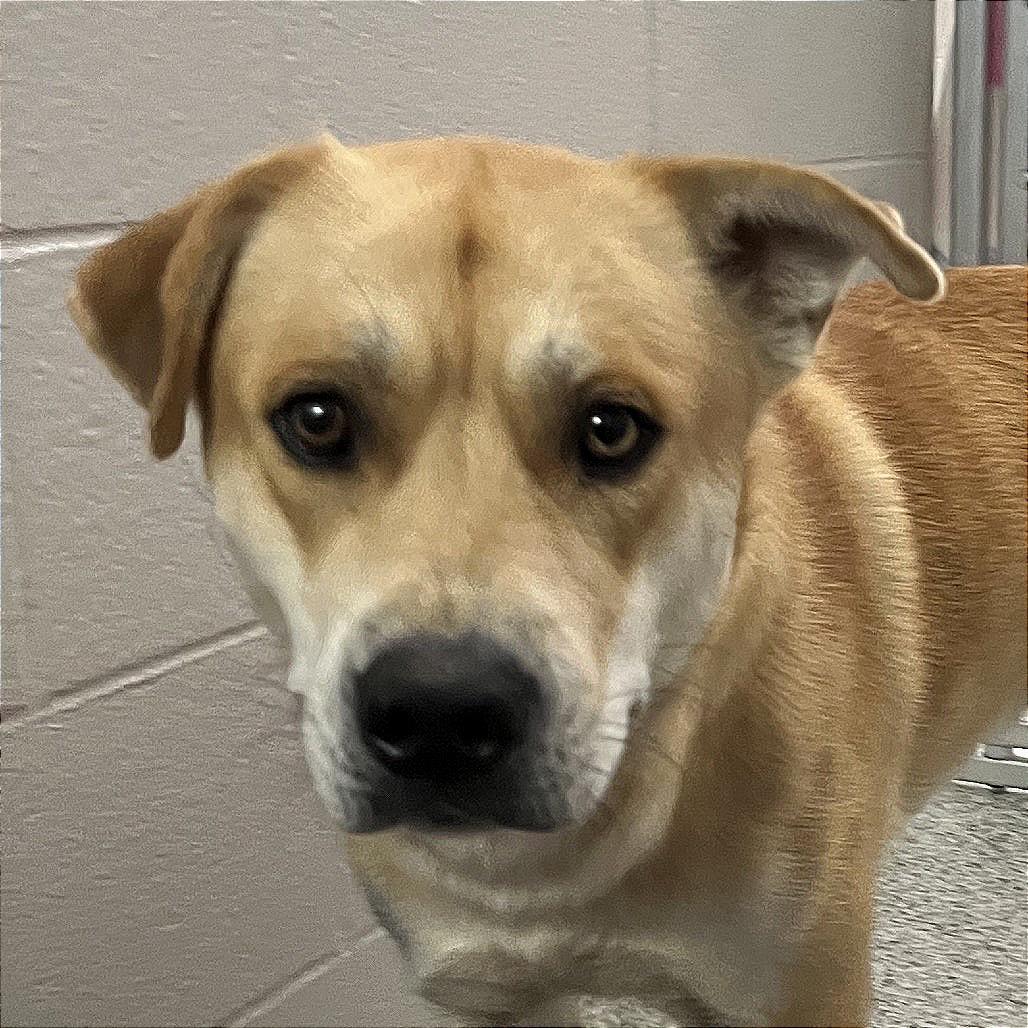 Enlarge Wolfy, a Adoptable mixed breed in Fort Wayne, IN image 4/6