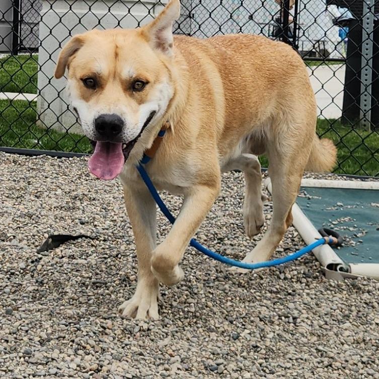 Enlarge Wolfy, a Adoptable mixed breed in Fort Wayne, IN image 5/6