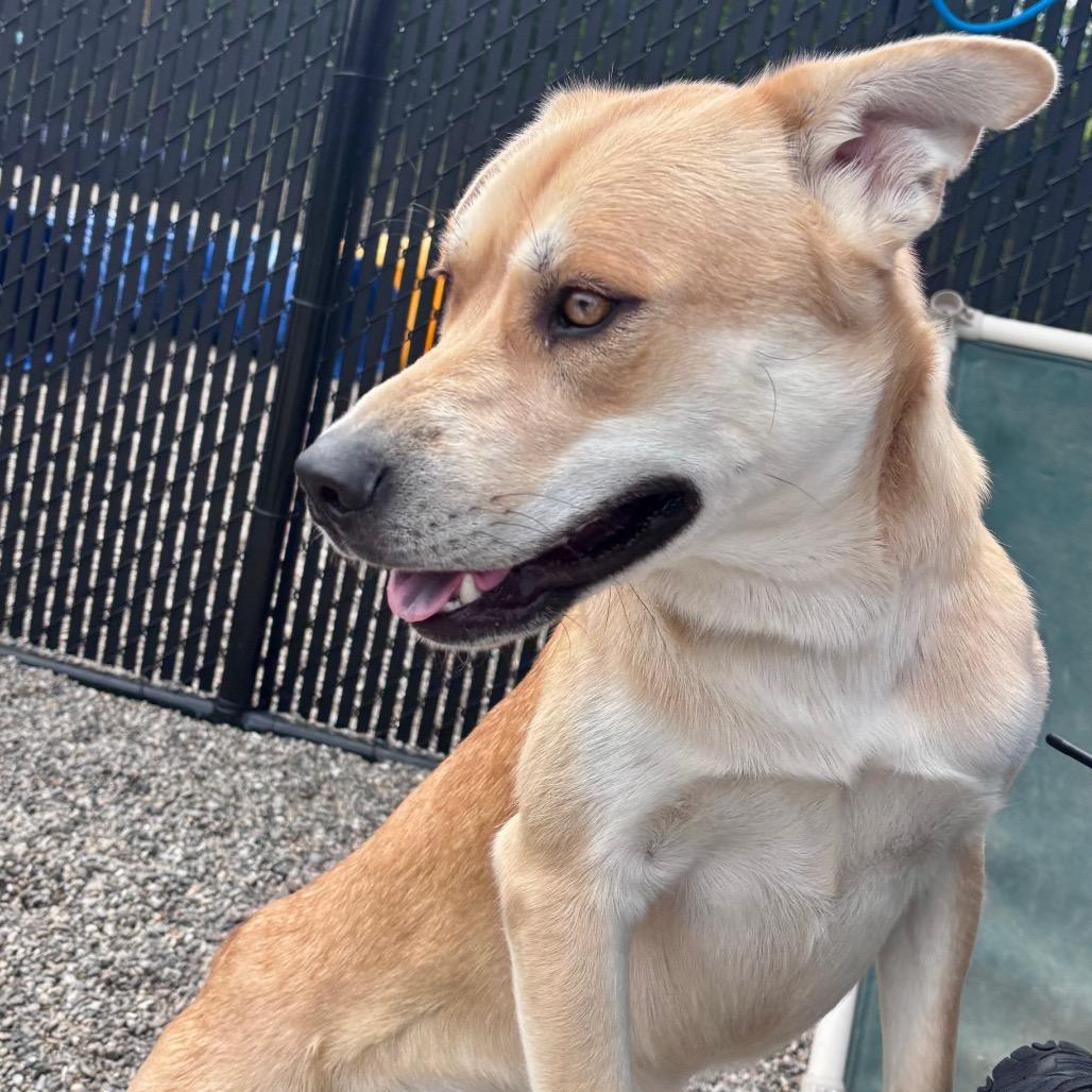 Enlarge Wolfy, a Adoptable mixed breed in Fort Wayne, IN image 6/6