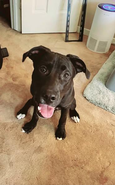 Klyde, Adoptable, Young Male Pit Bull Terrier & Labrador Retriever.