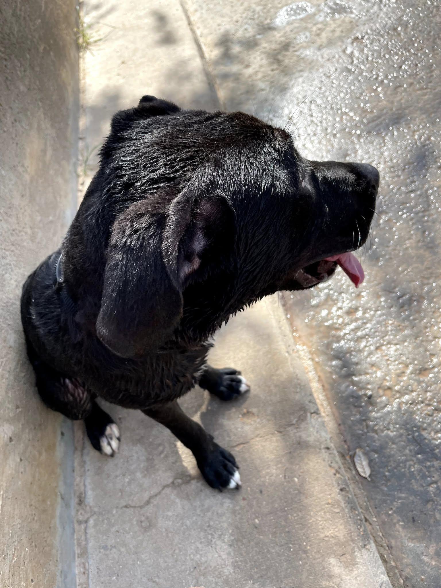 Enlarge Klyde, a Adoptable mixed breed in Cypress, TX image 2/5