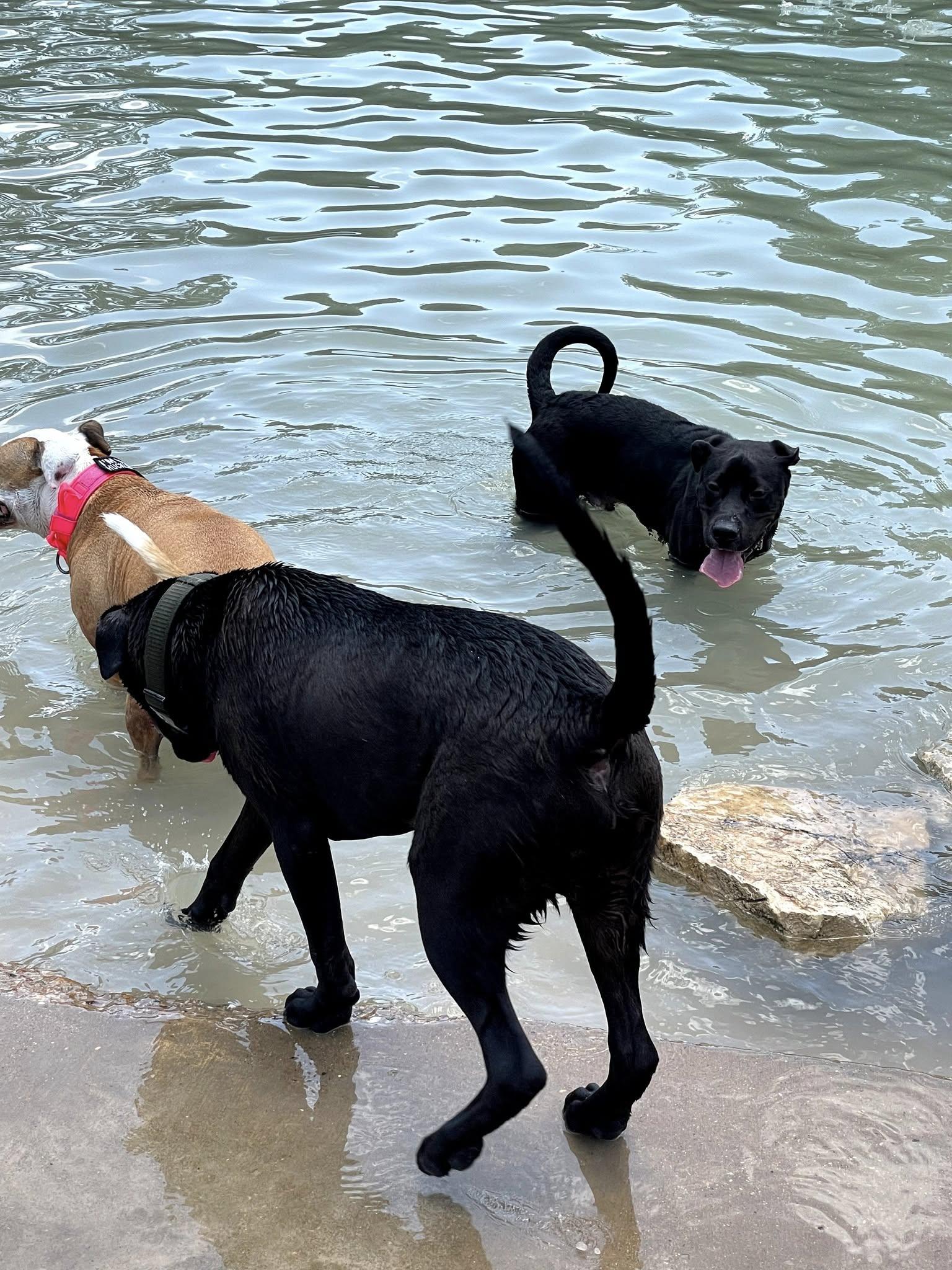 Enlarge Klyde, a Adoptable mixed breed in Cypress, TX image 3/5