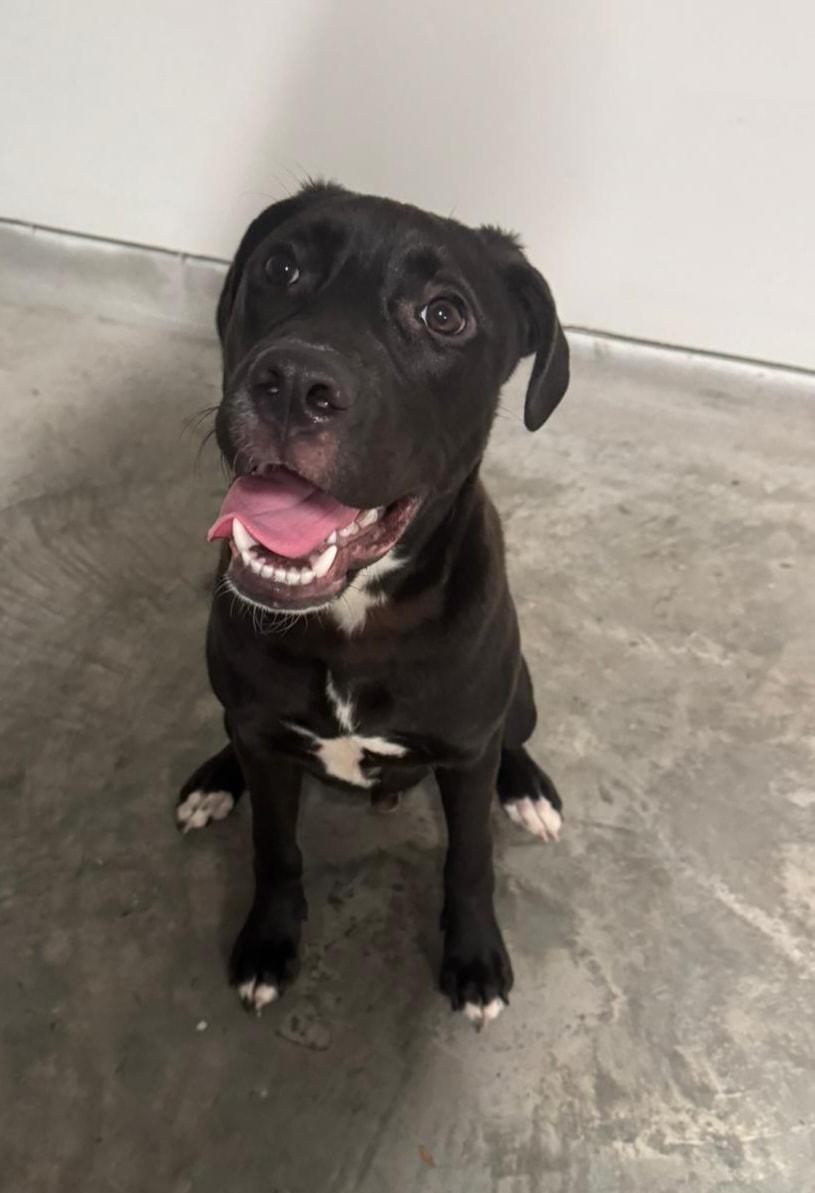 Enlarge Klyde, a Adoptable mixed breed in Cypress, TX image 4/5