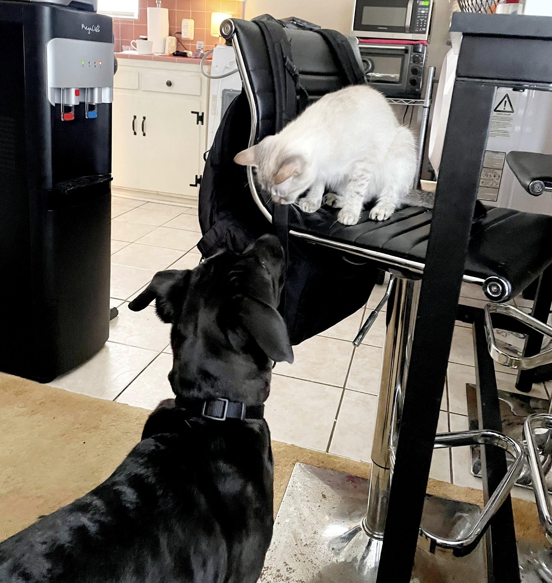 Enlarge Klyde, a Adoptable mixed breed in Cypress, TX image 5/5