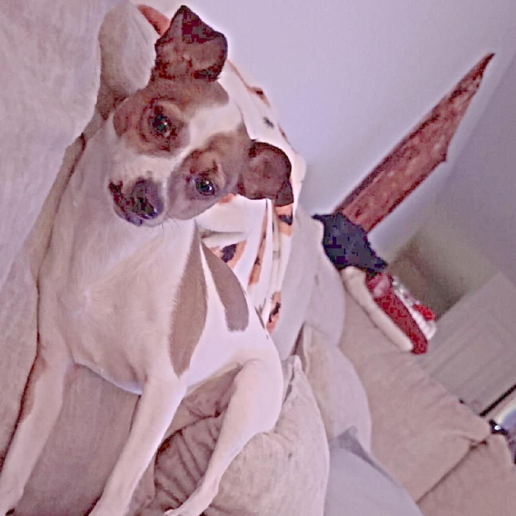 Bella, Adoptable, Adult Female Jack Russell Terrier & Mixed Breed.