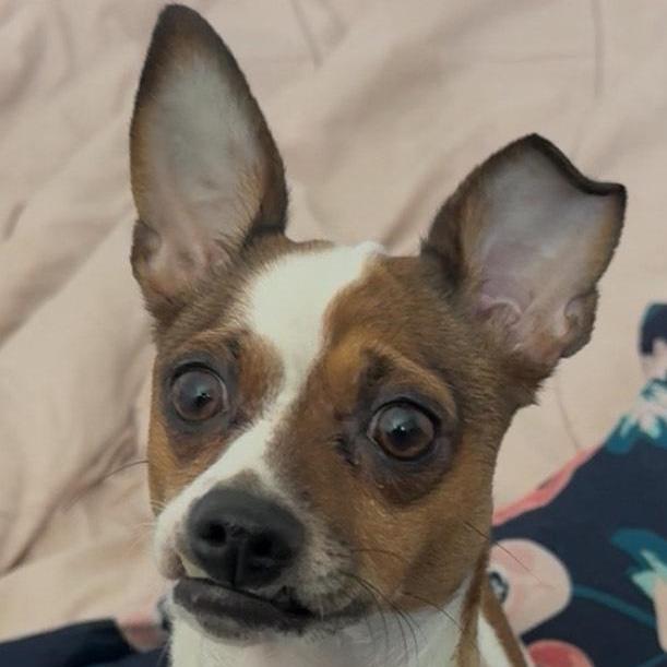 Bella, a Adoptable mixed breed in San Antonio, TX image 2/6