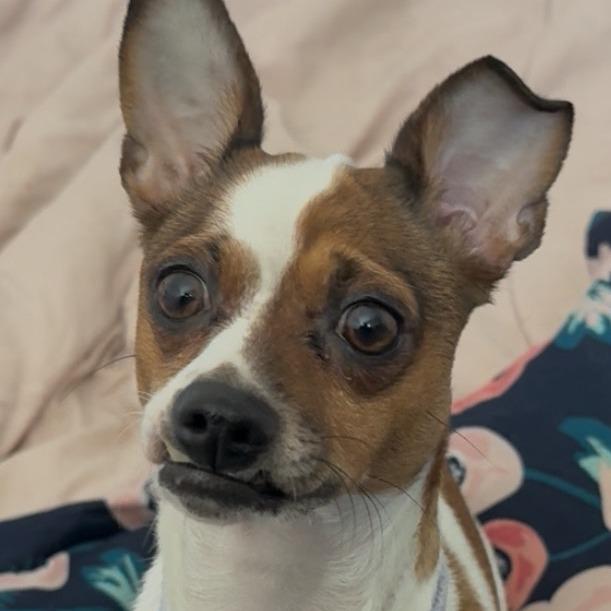 Bella, a Adoptable mixed breed in San Antonio, TX image 3/6