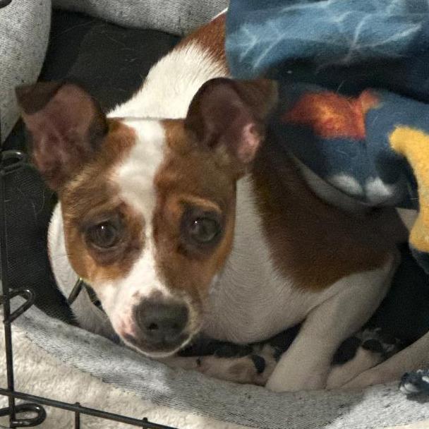Bella, a Adoptable mixed breed in San Antonio, TX image 4/6