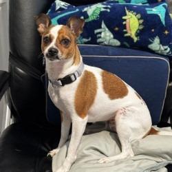 Bella, a Adoptable mixed breed in San Antonio, TX image 5/6