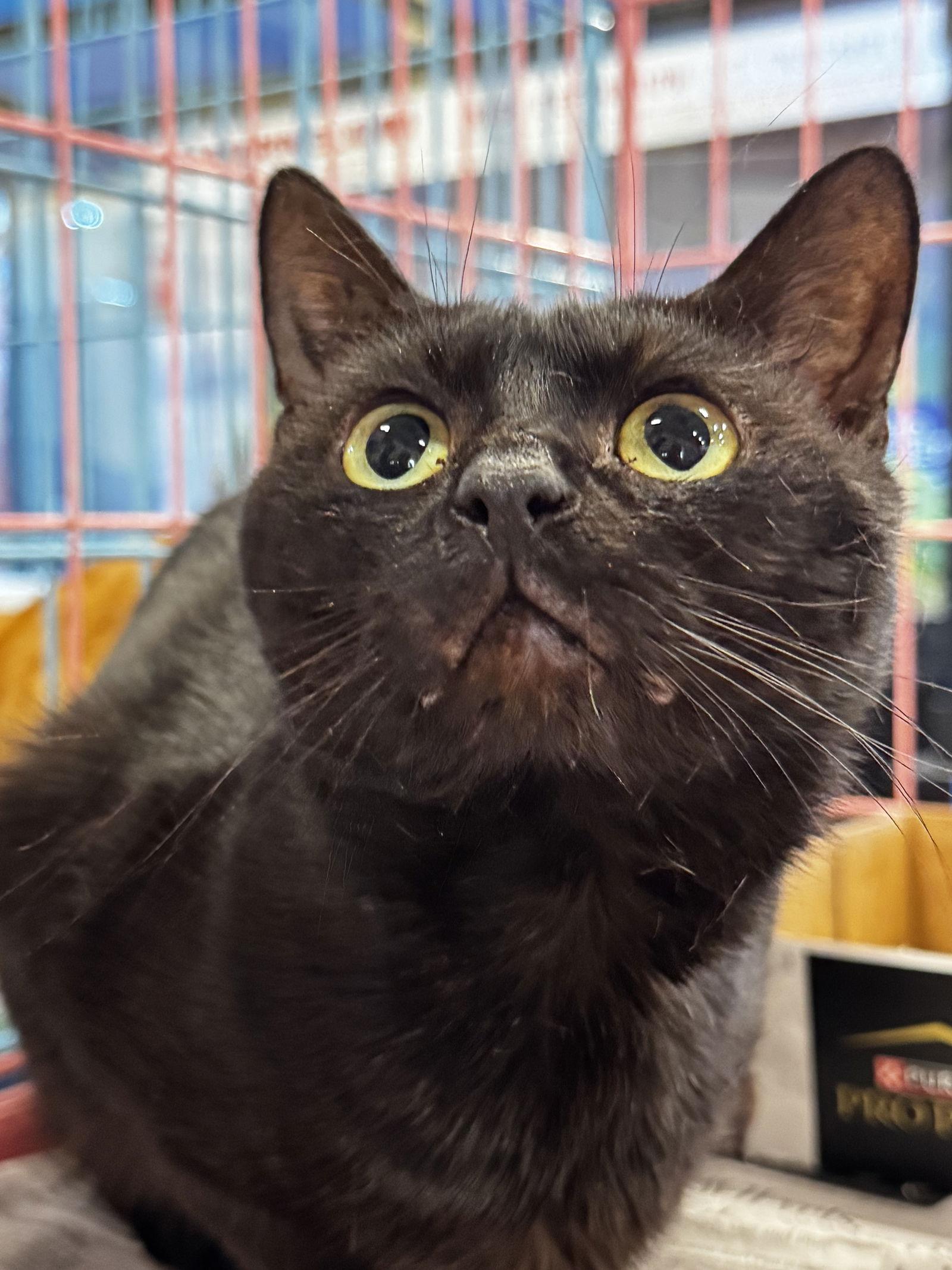 Scomp, Adopted, Adult Male Domestic Short Hair.