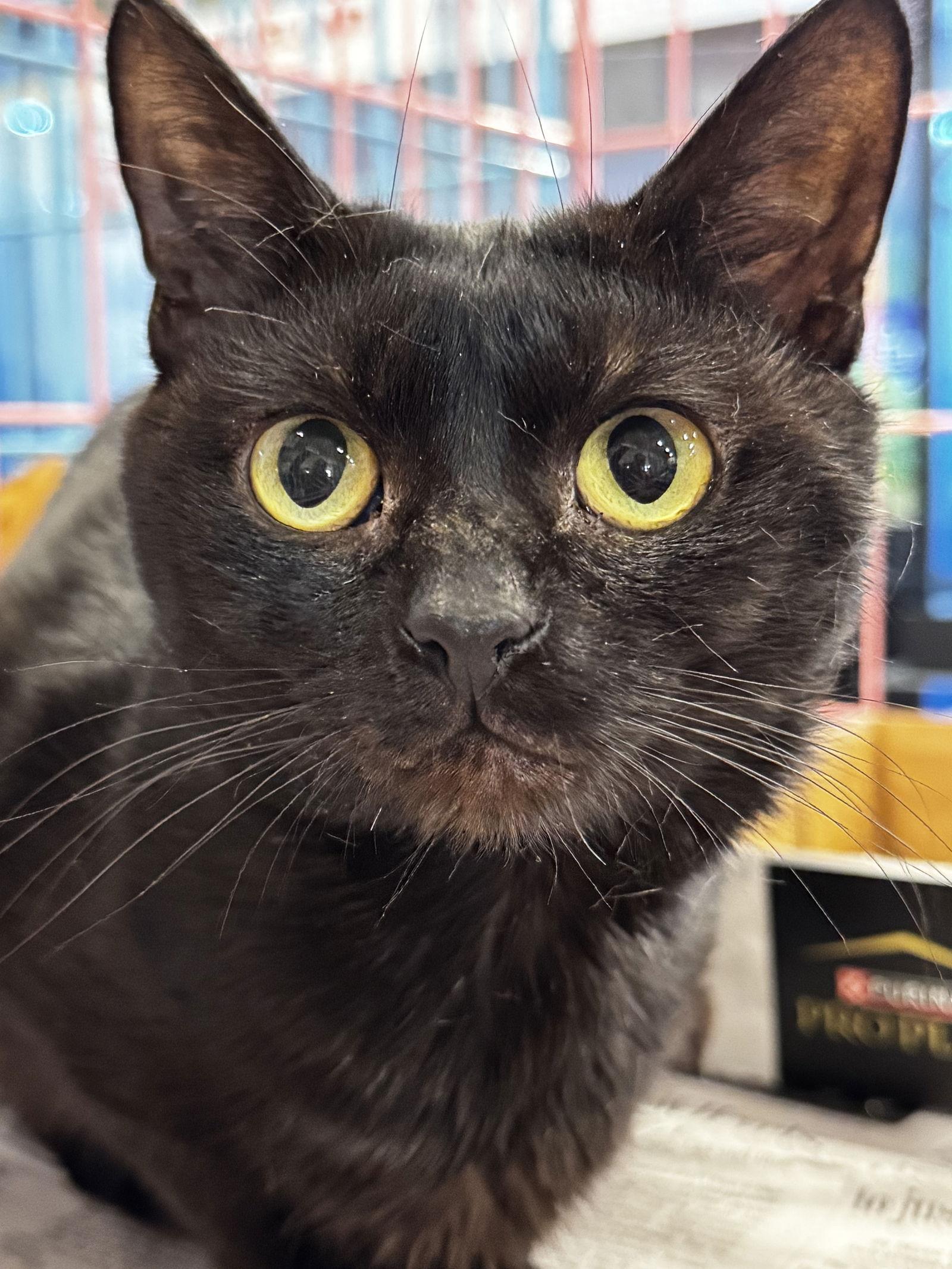 Scomp, a Adopted Domestic Short Hair in Herndon, VA image 2/3