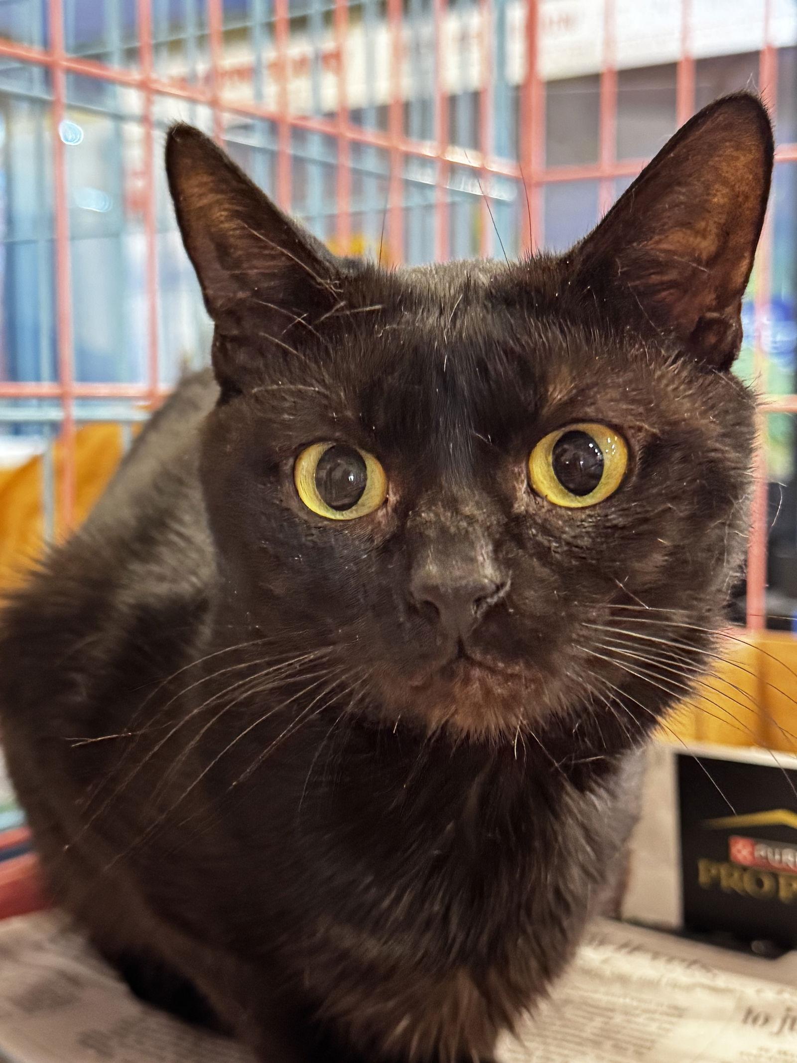 Scomp, a Adopted Domestic Short Hair in Herndon, VA image 3/3