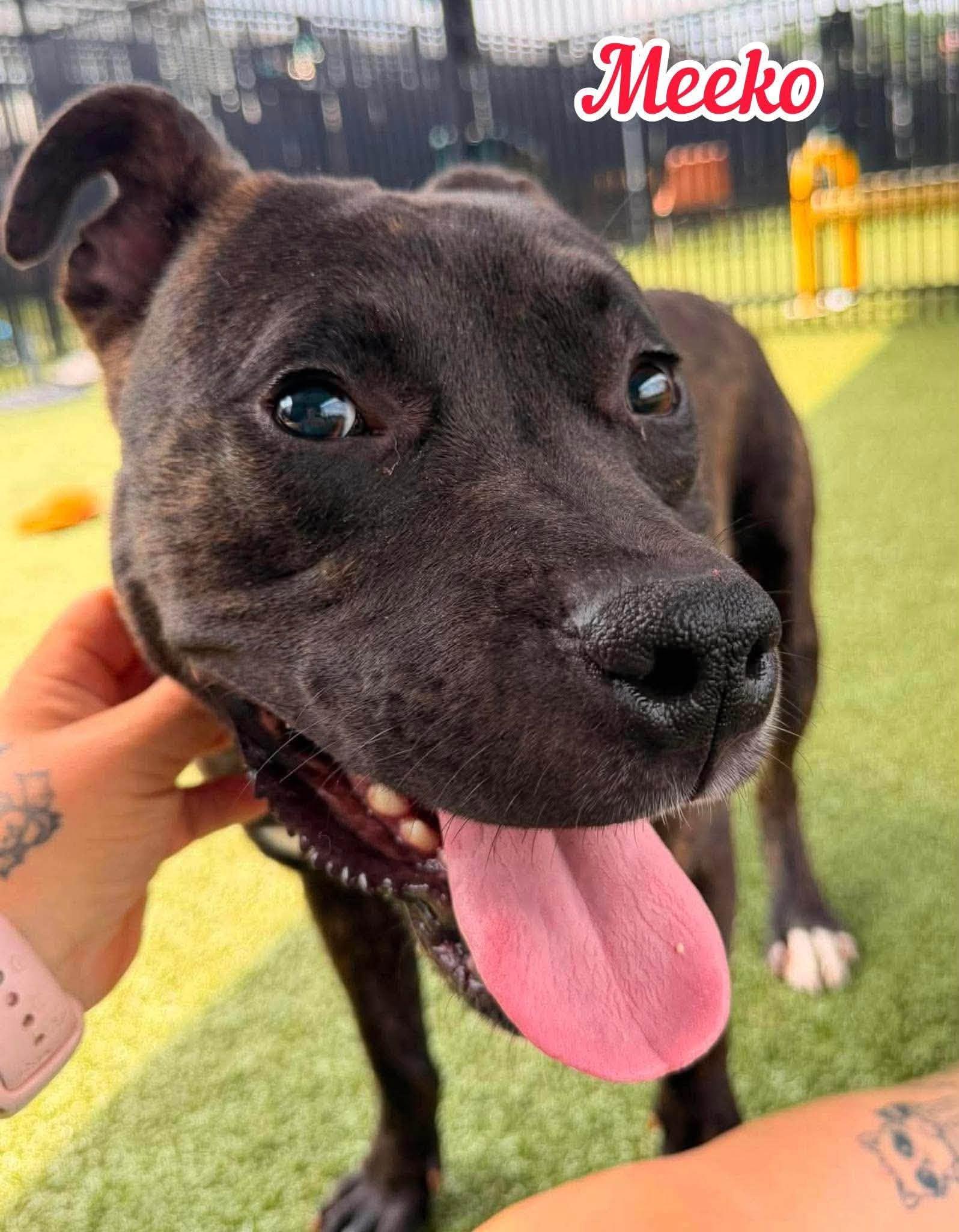 Enlarge Meeko, a ADOPTABLE Mixed Breed in Flint, MI image 2/2