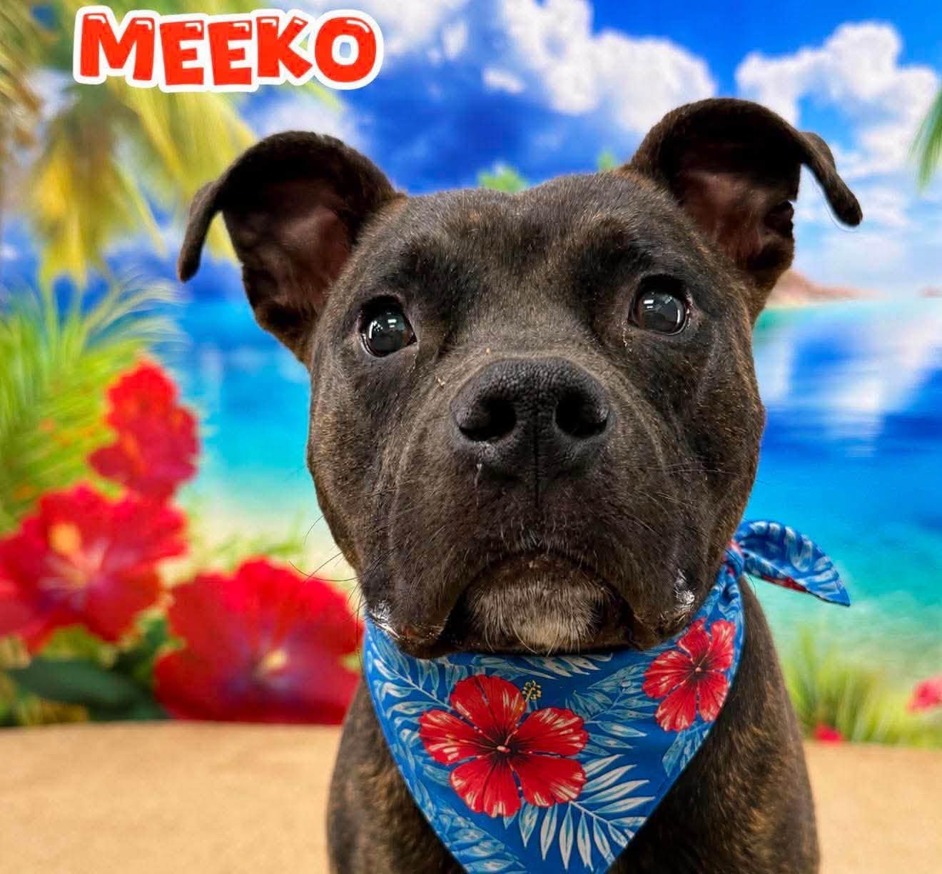 Meeko, ADOPTABLE, Adult Male Mixed Breed.