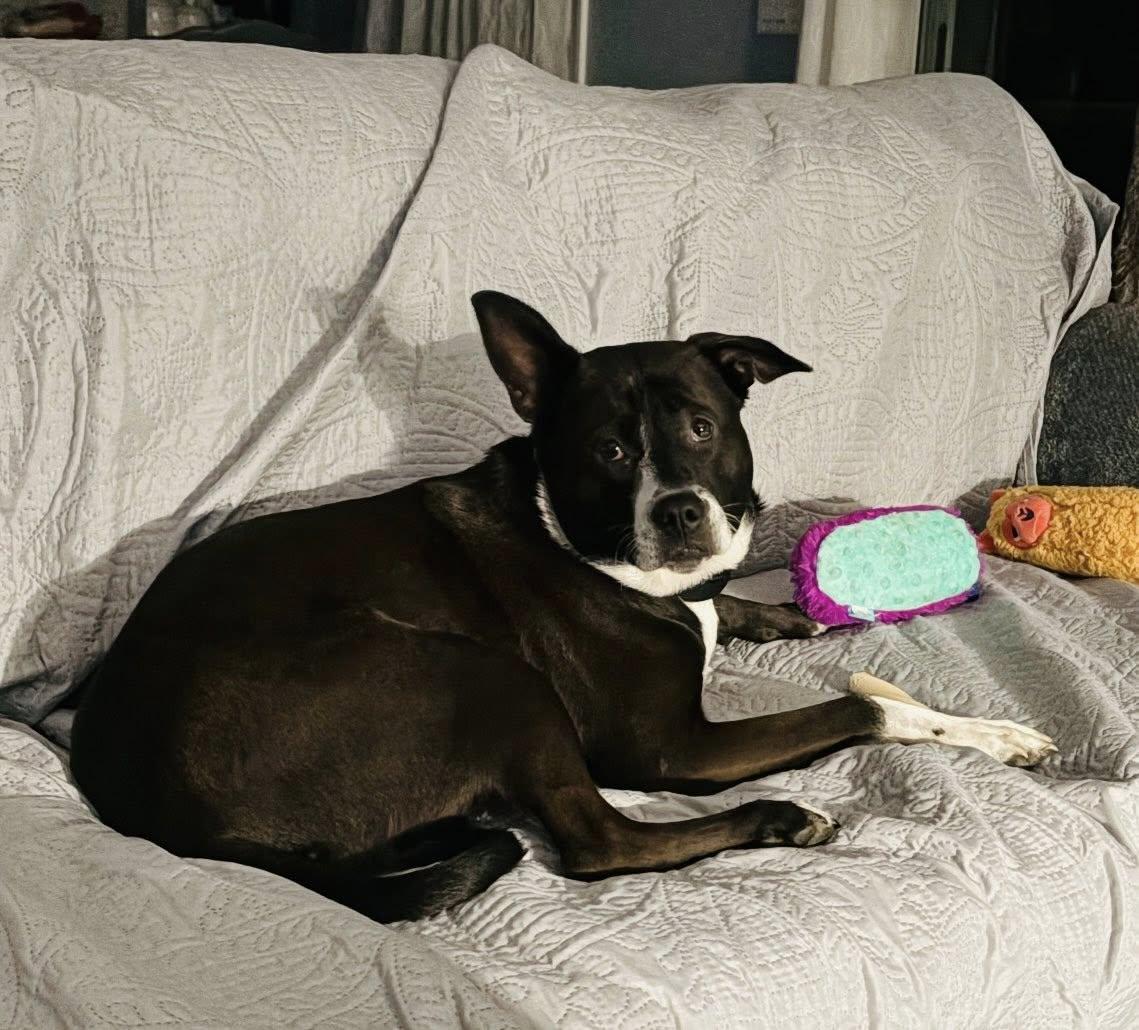 Shelly, Adopted, Adult Female Mixed Breed.