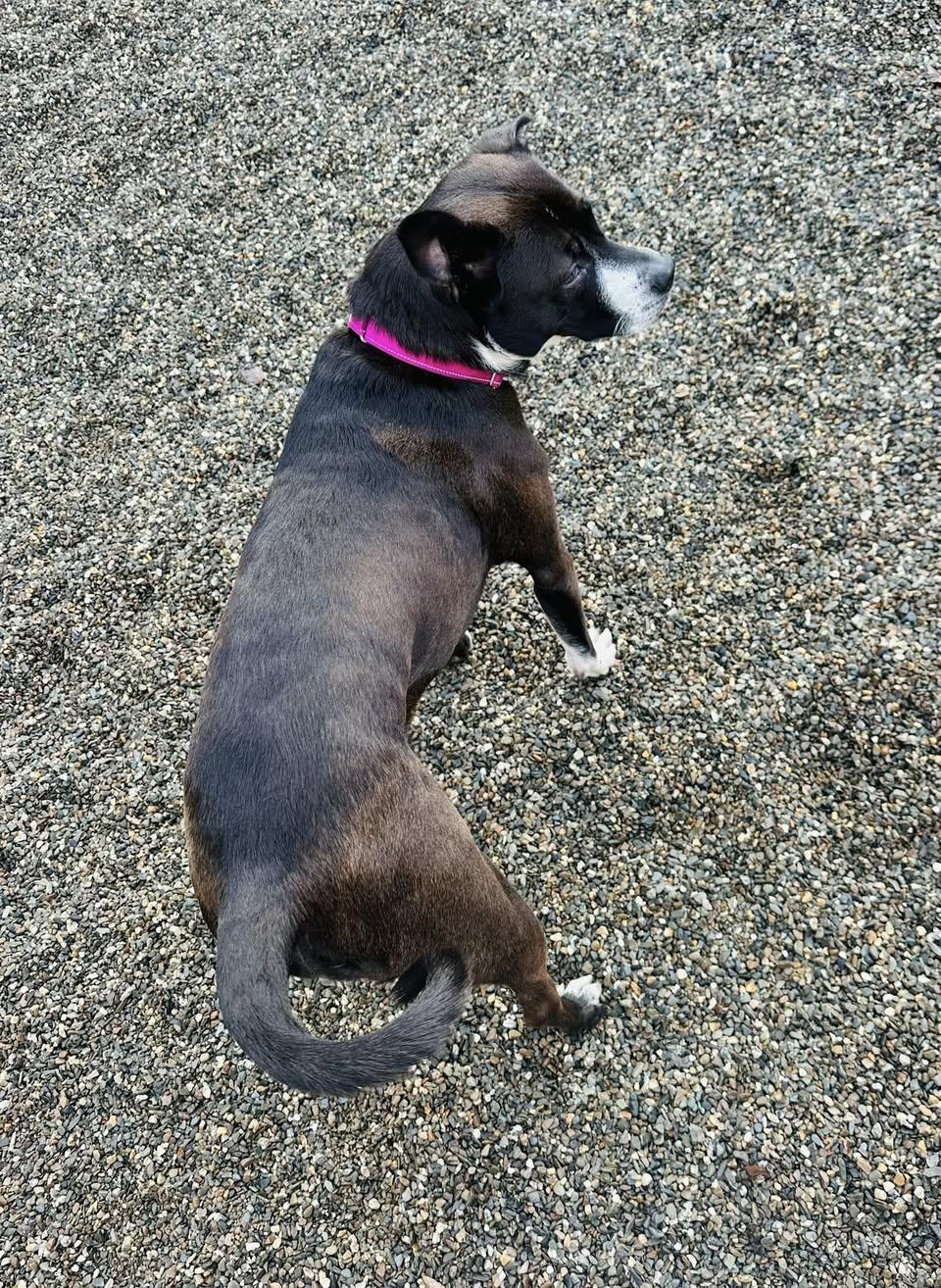 Enlarge Shelly, a Adopted mixed breed in Brooks, ME image 2/3