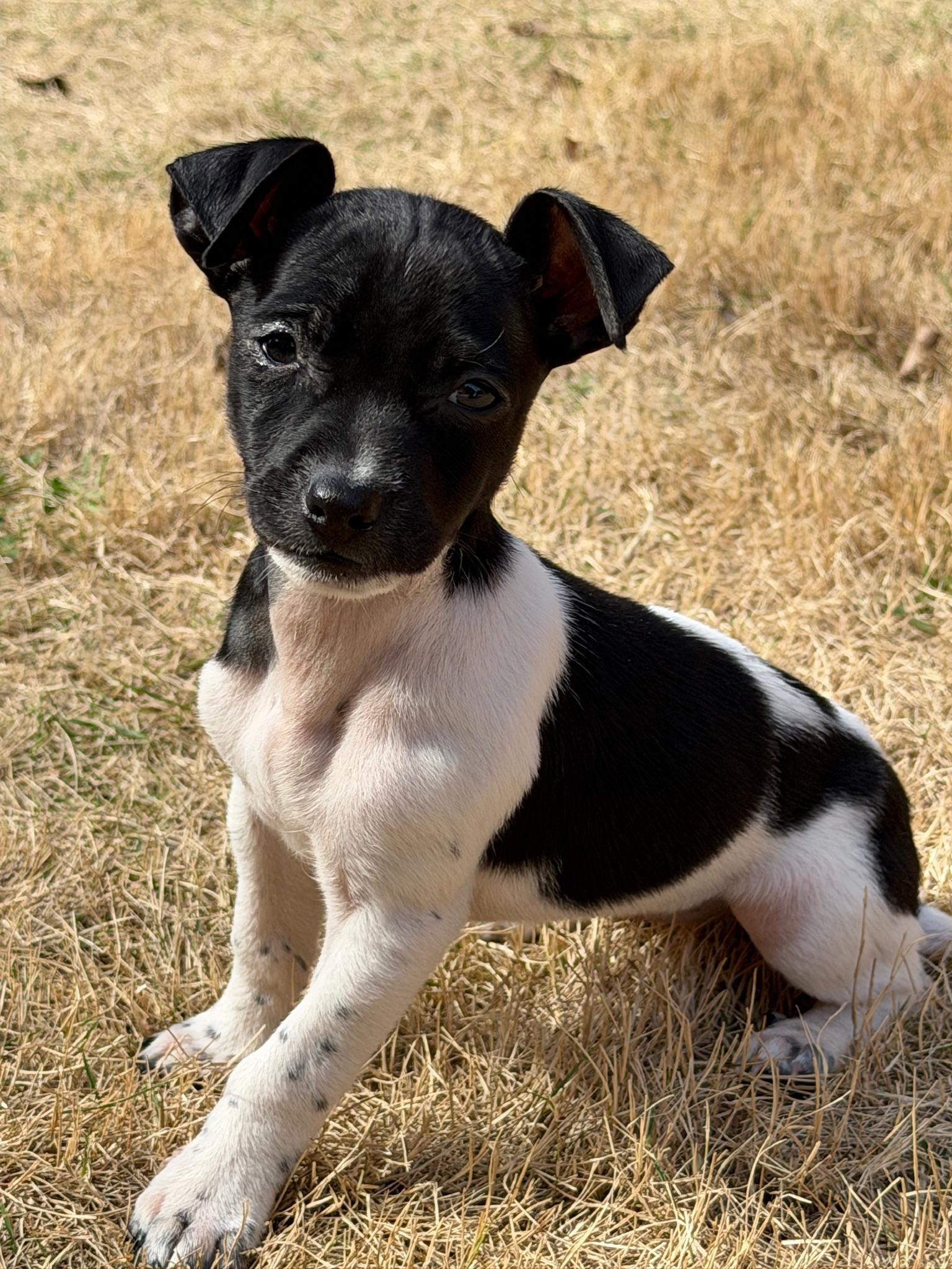 Domino, ADOPTABLE, Puppy Female Chihuahua & Dachshund.