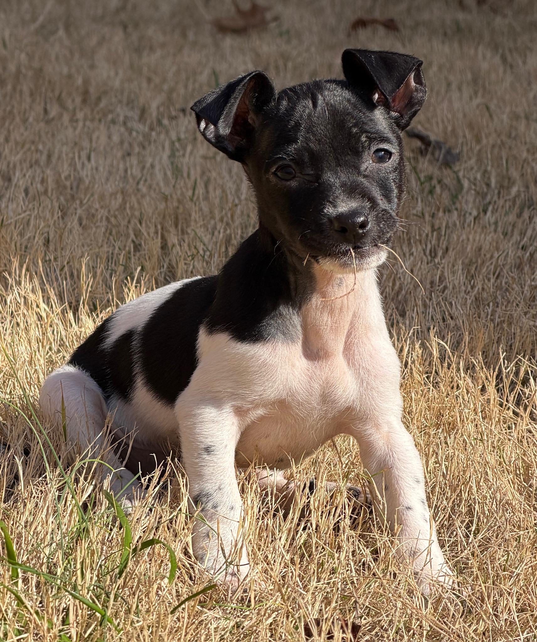 Enlarge Domino, a ADOPTABLE mixed breed in Calera, AL image 5/6