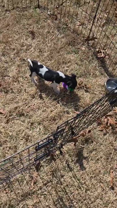 Enlarge Domino, a ADOPTABLE mixed breed in Calera, AL video 3/6