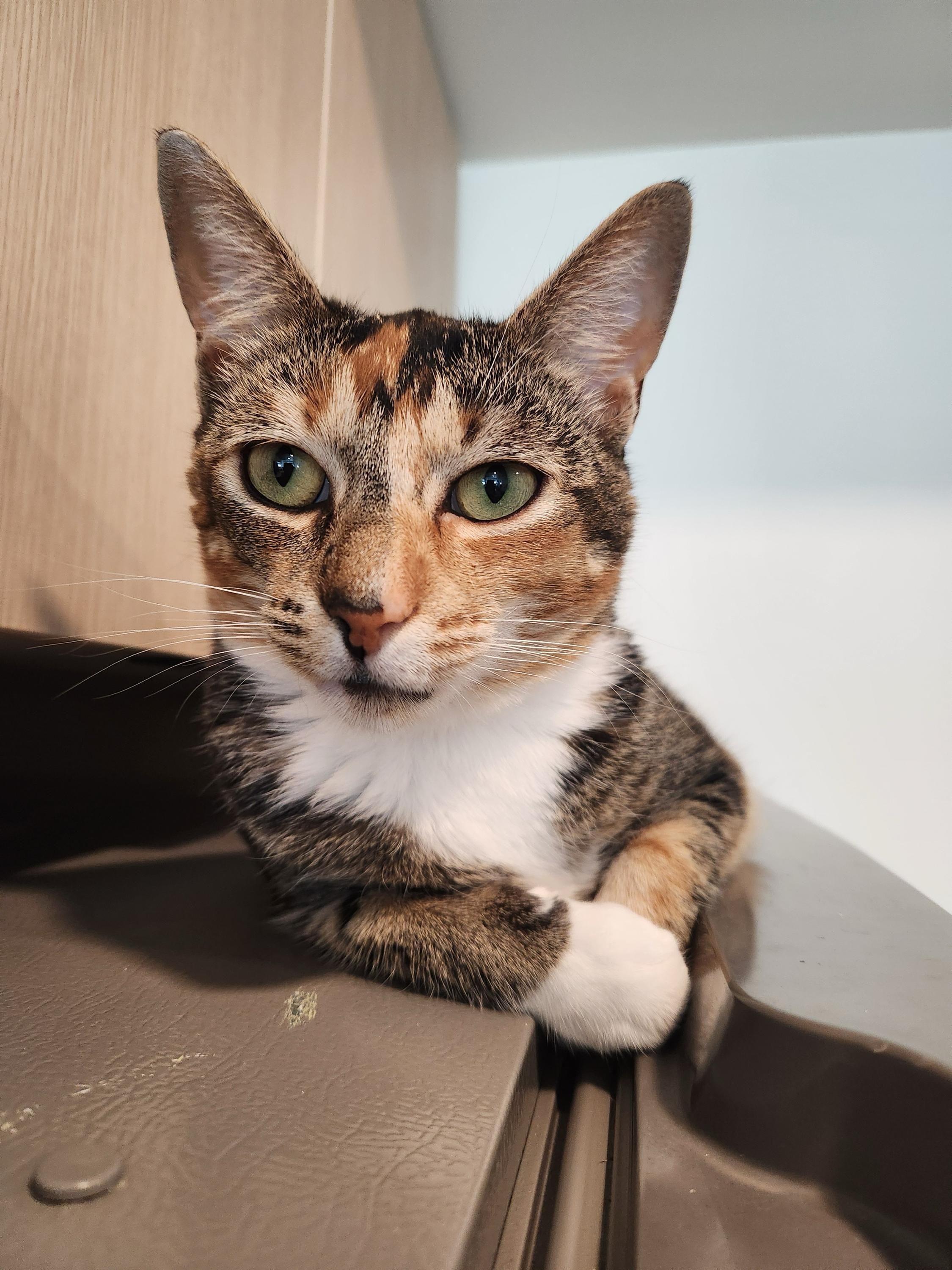 Gigi, a Adoptable Domestic Short Hair in Seattle, WA image 1/6