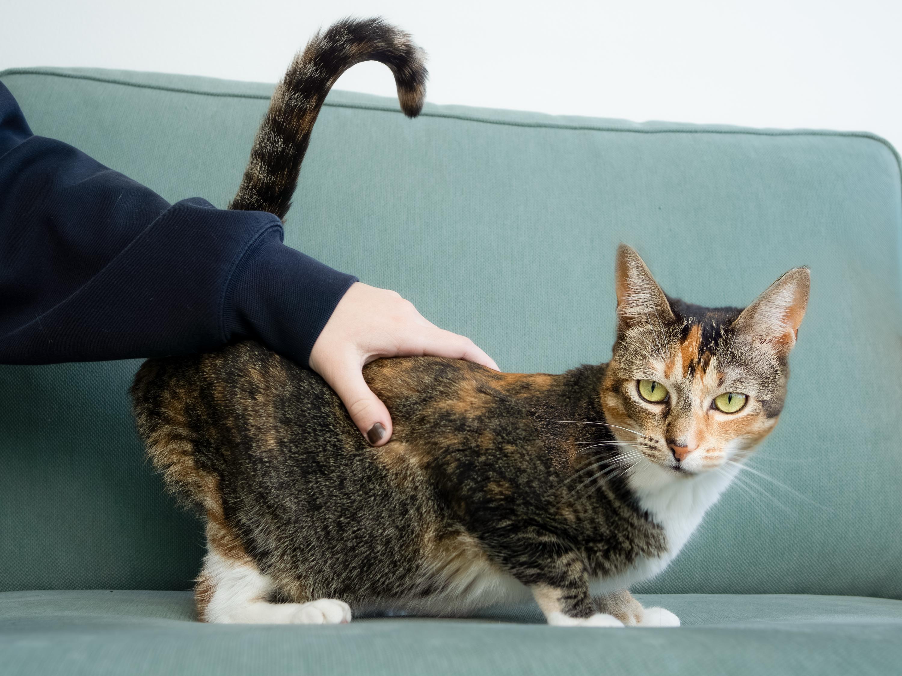 Gigi, an adoptable Domestic Short Hair in Seattle, WA image 4/6