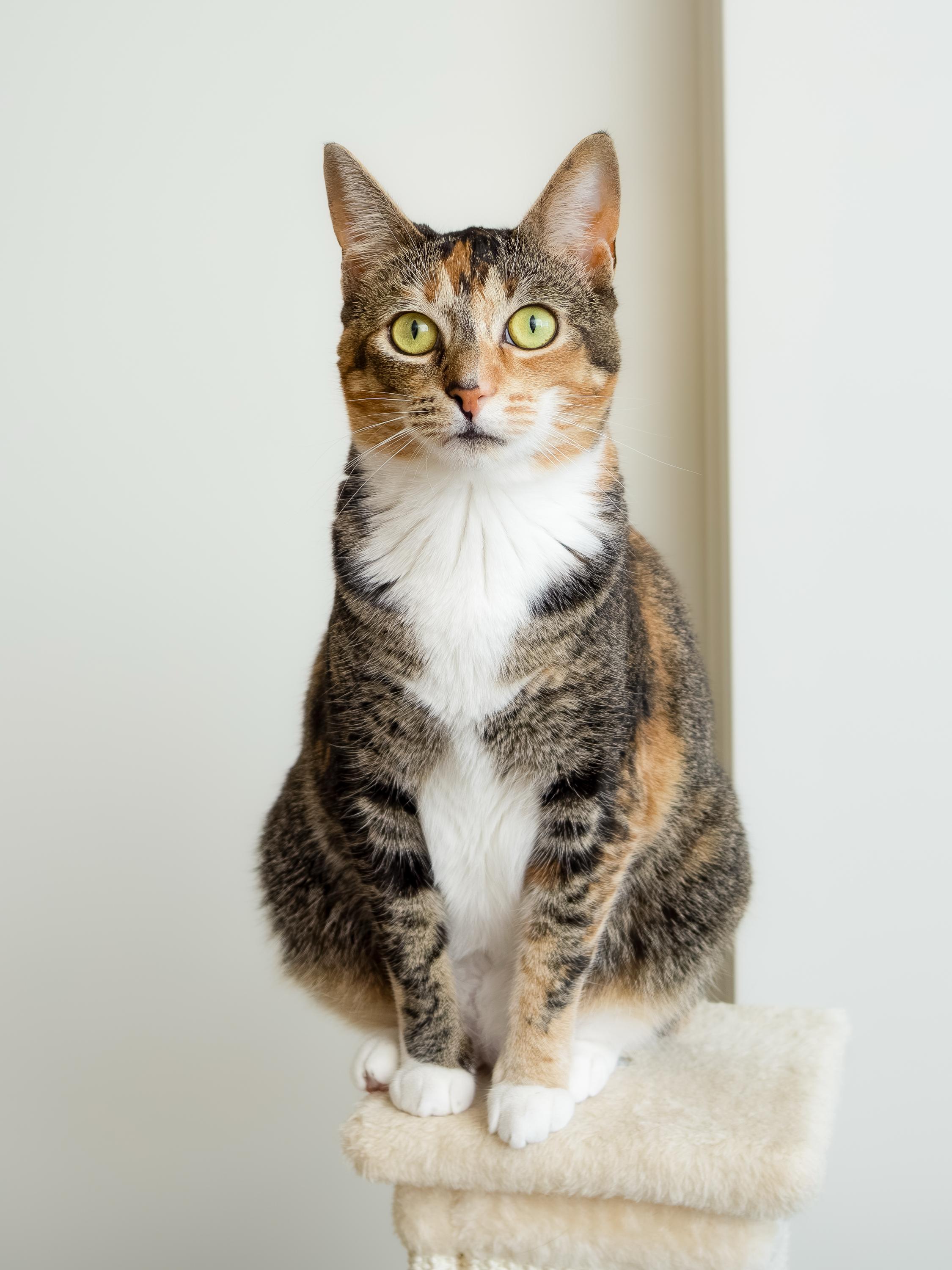 Gigi, an adoptable Domestic Short Hair in Seattle, WA image 6/6