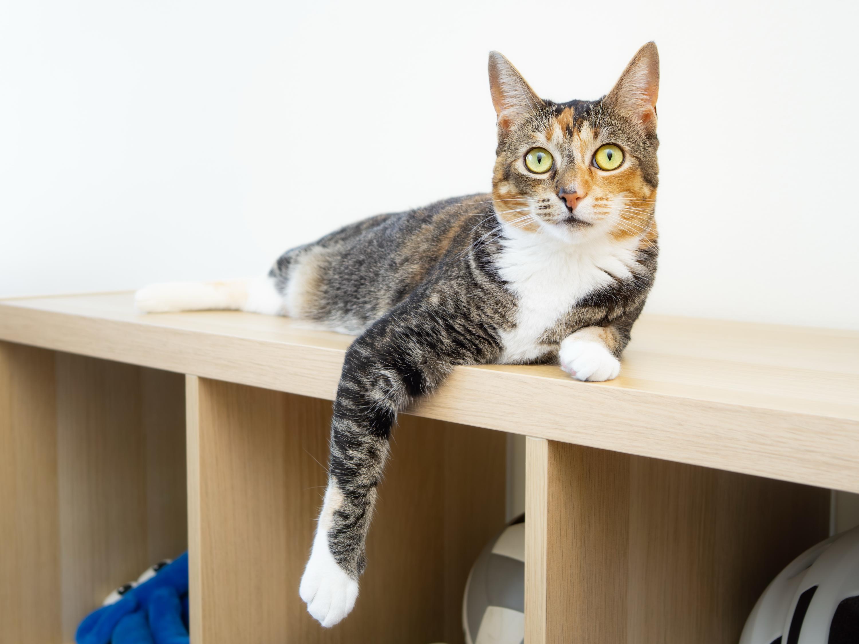 Gigi, an adoptable Domestic Short Hair in Seattle, WA image 1/6