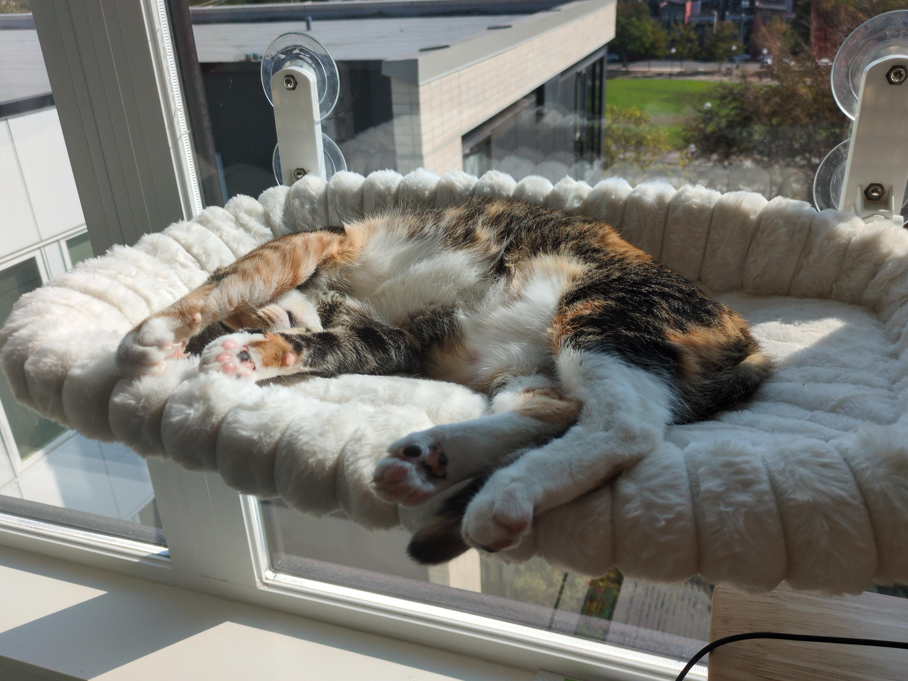 Gigi, a Adoptable Domestic Short Hair in Seattle, WA image 2/6