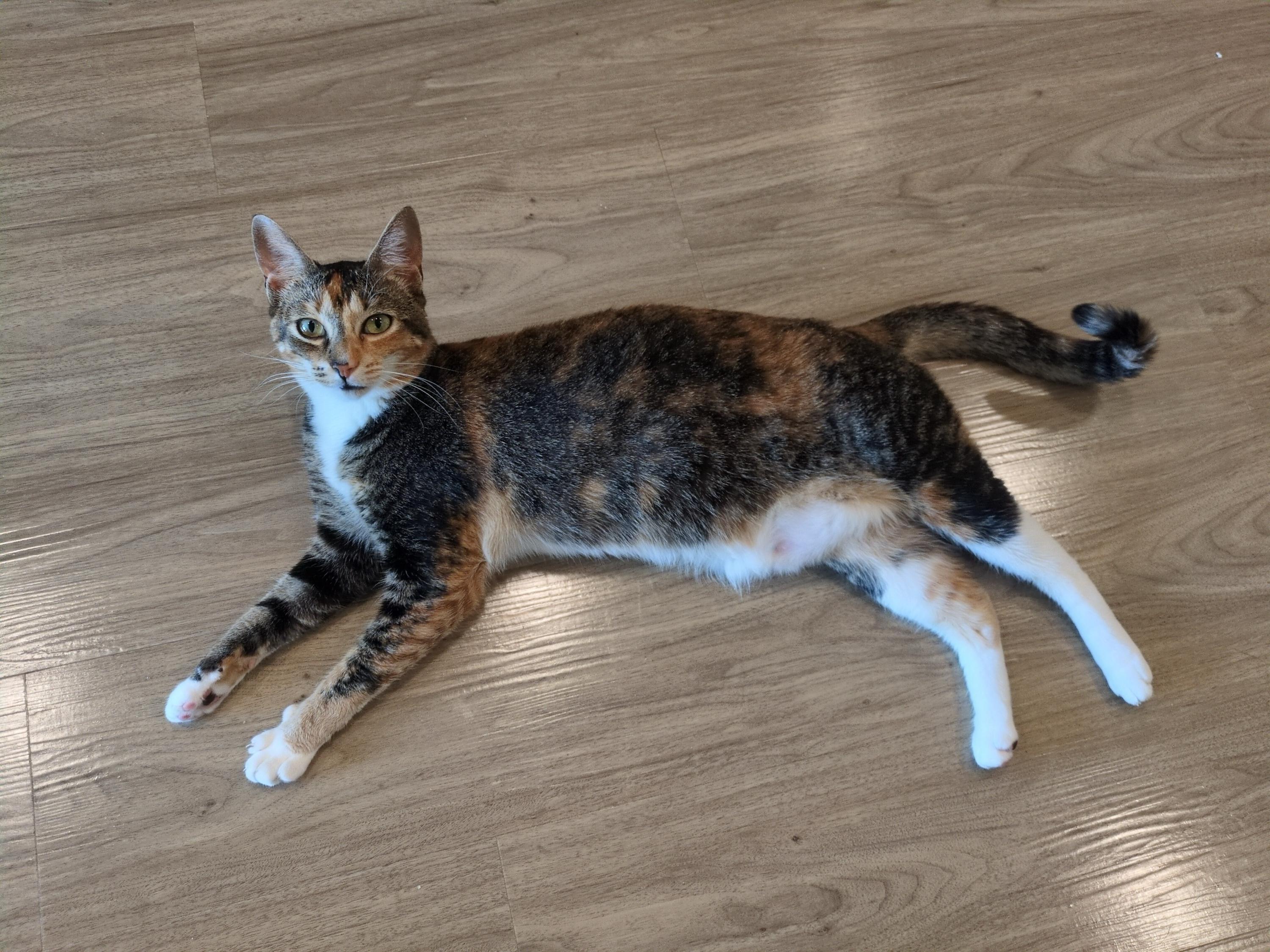 Gigi, a Adoptable Domestic Short Hair in Seattle, WA image 4/6